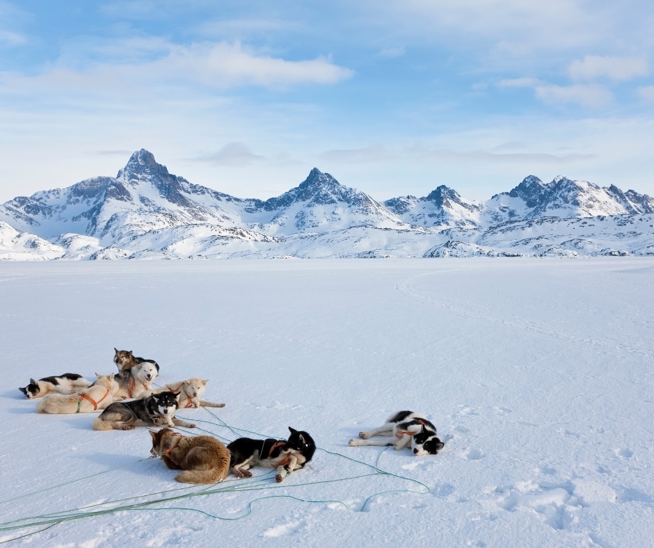 Dog Sledding Tours (10)