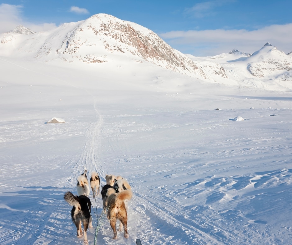 Dog Sledding Tours (11)
