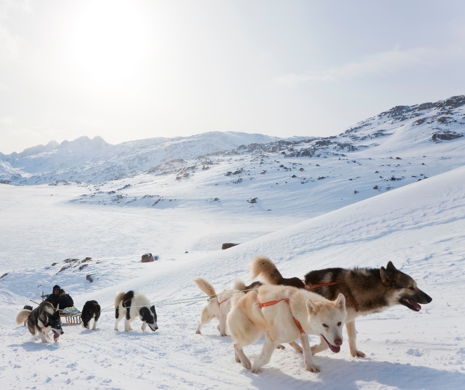 Dog Sledding Tours (2)