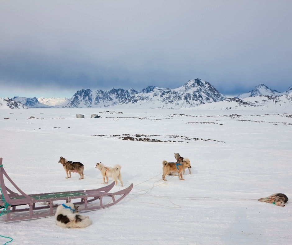 Dog Sledding Tours (4)