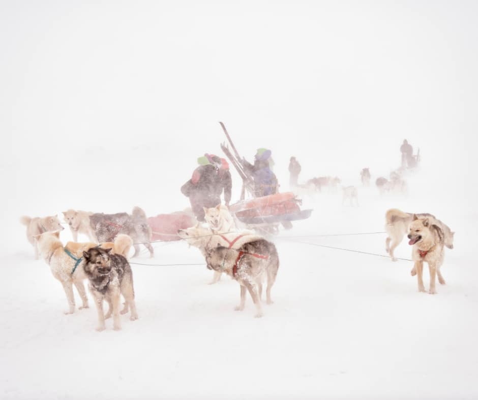 Dog Sledding Tours (5)