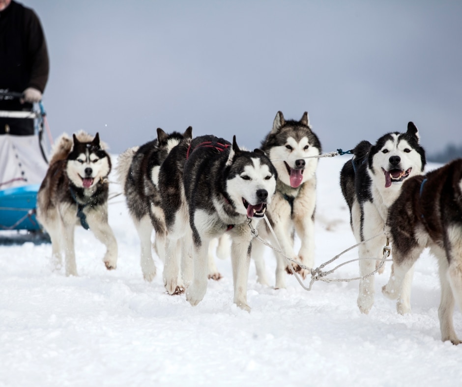 Dog Sledding Tours (6)