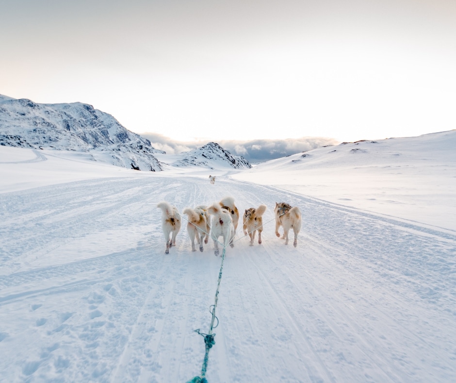 Dog Sledding Tours (7)