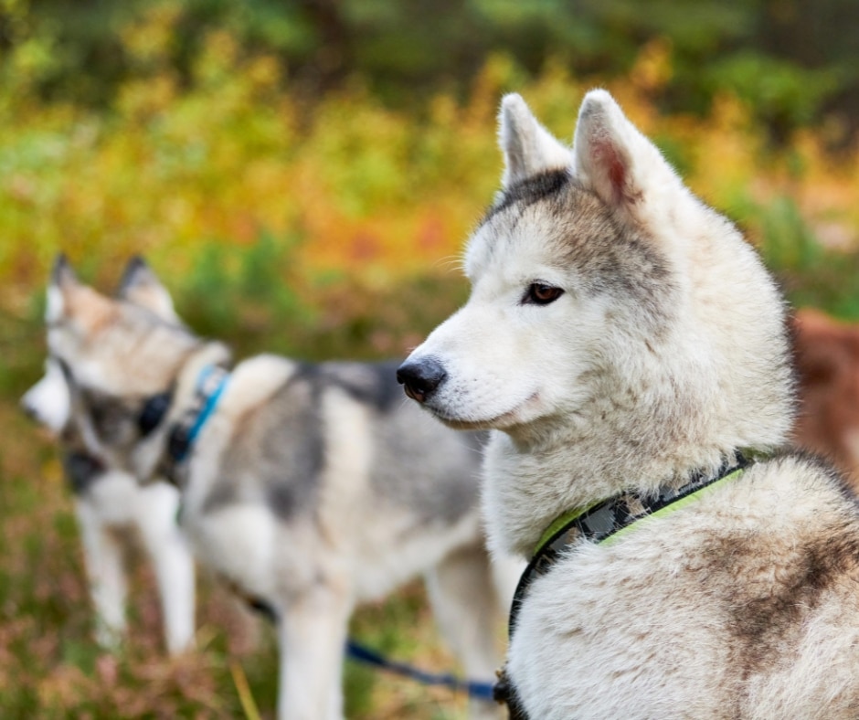 Dog Sledding Tours (8)