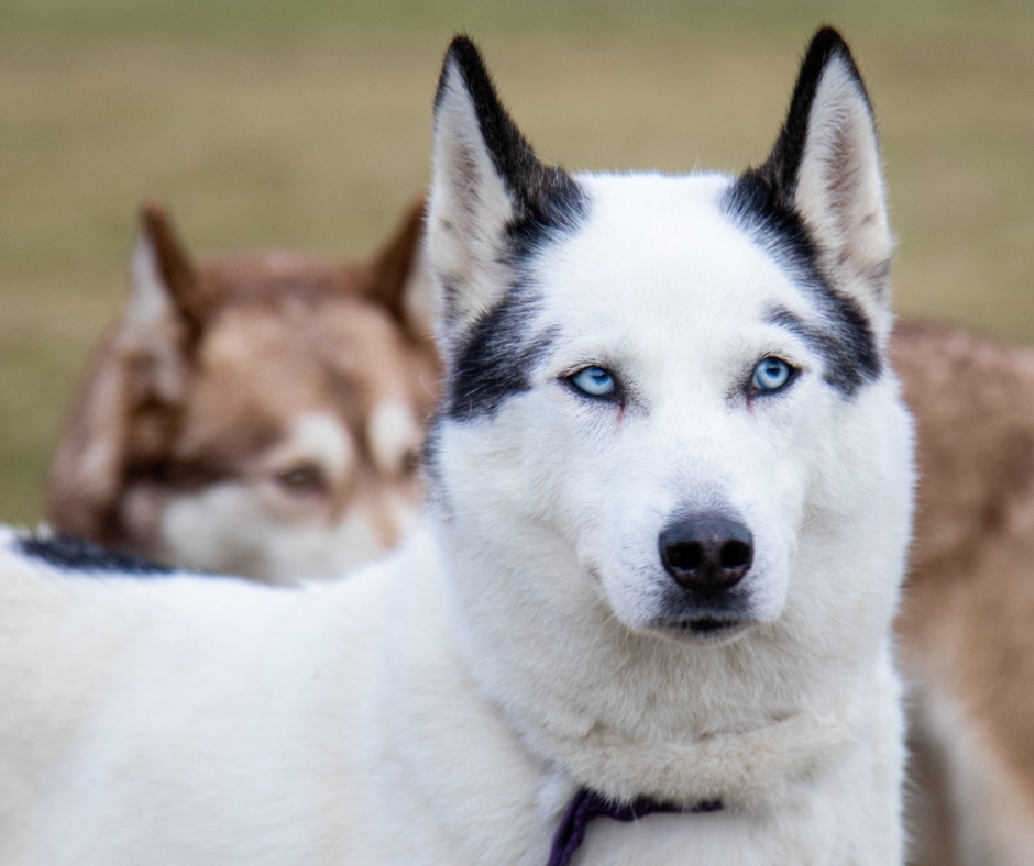 Dog Sledding Tours (9)