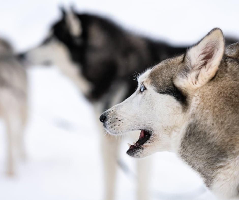 Dog Sledding Tours