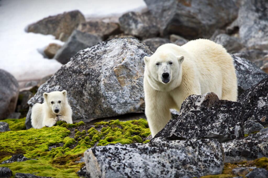 Polar bear tours