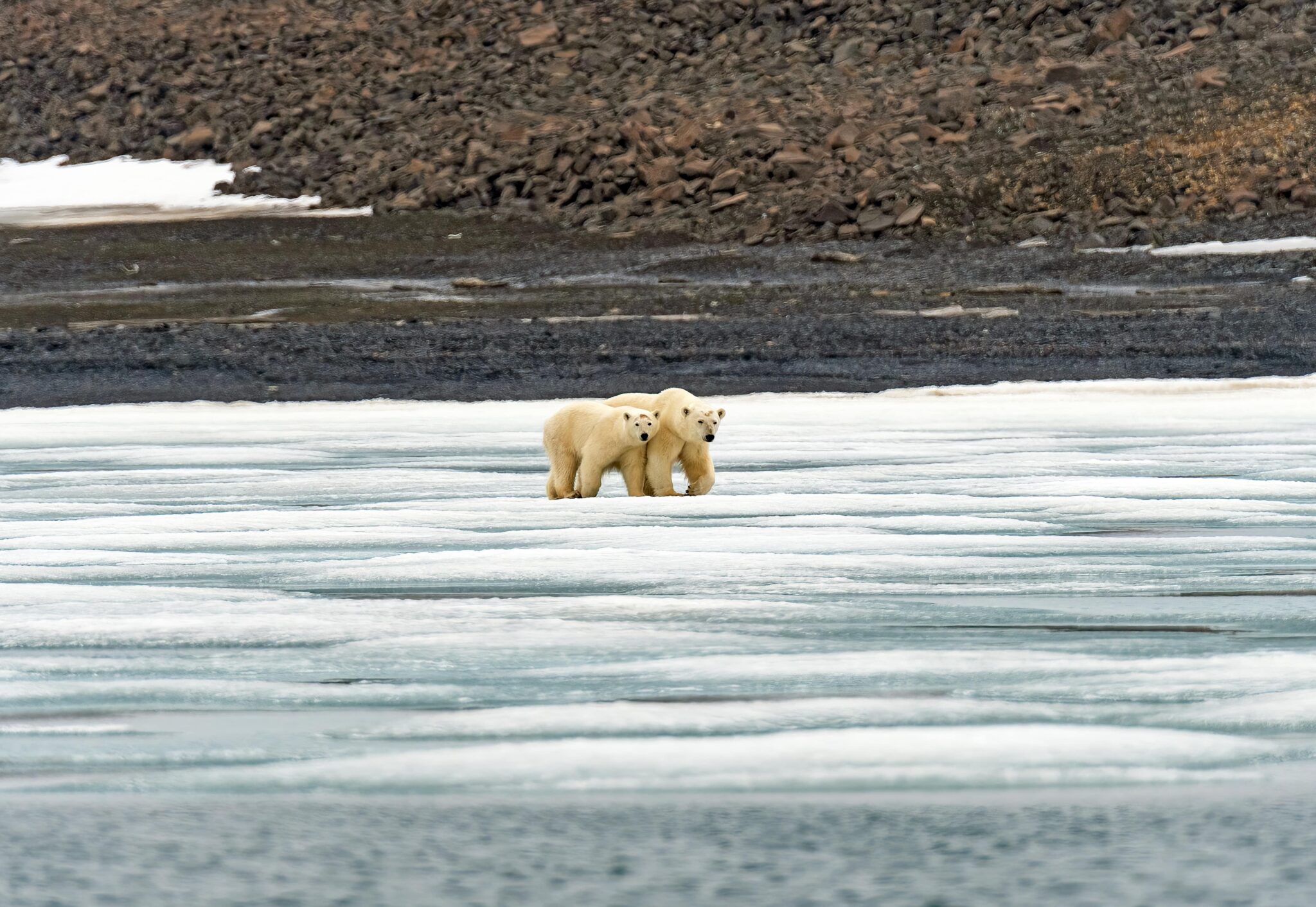 Polar Bear Tours in Svalbard | Safe Arctic Expeditions