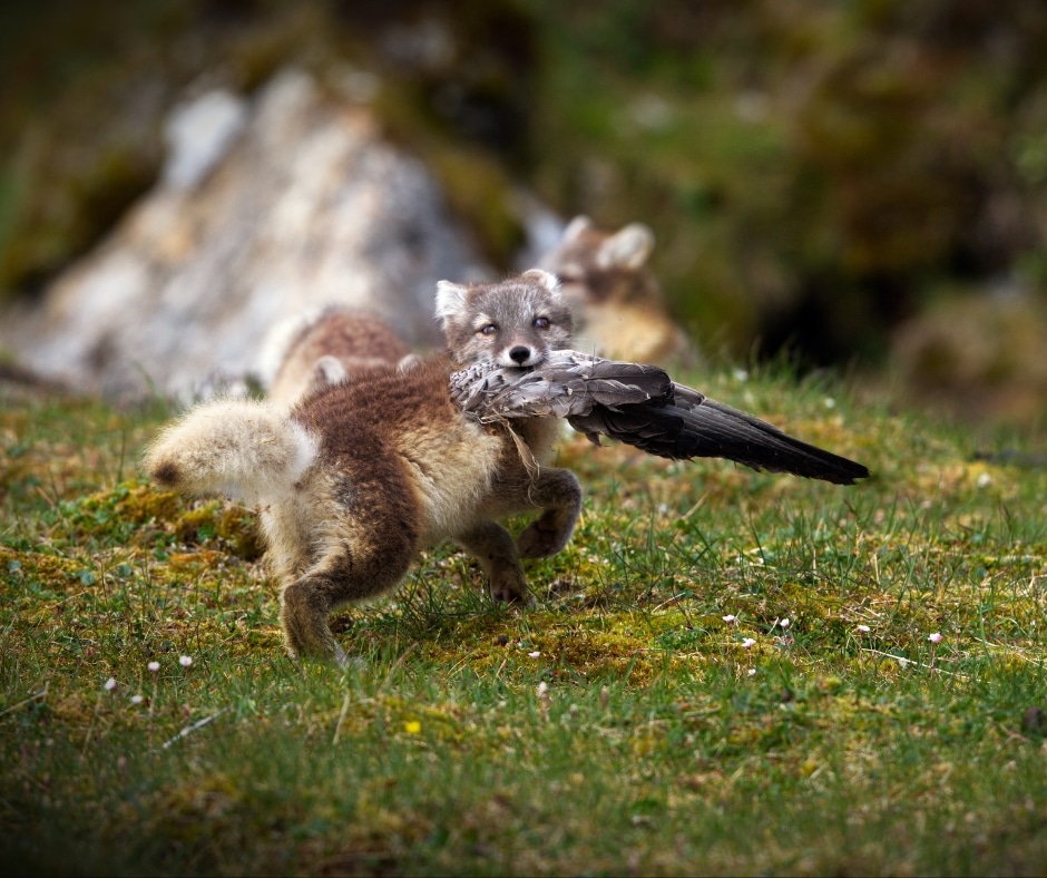 Longyearbyen wildlife