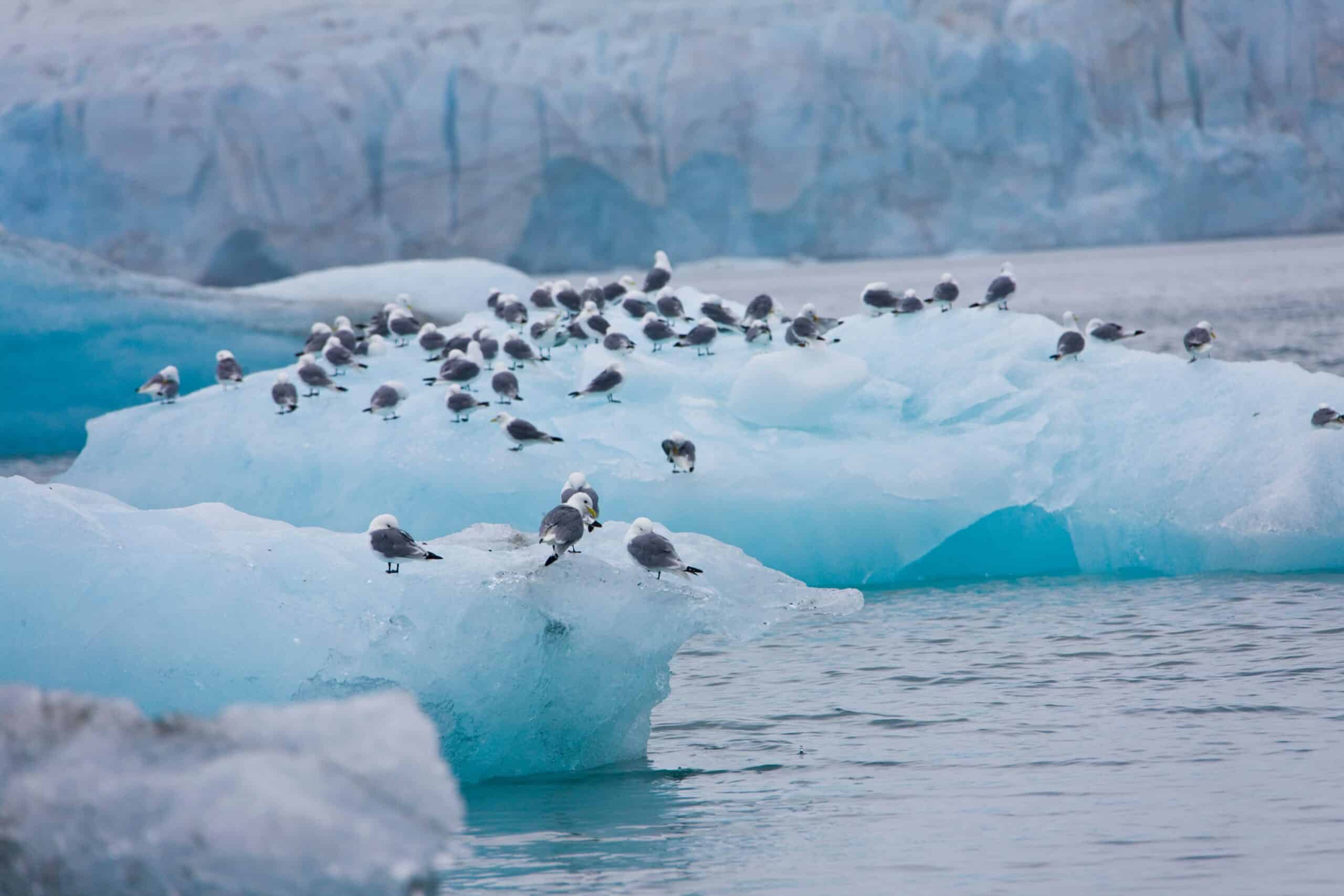 Black-legged kittiwake flock resting on an ice floe in Hornsund, Spitsbergen.