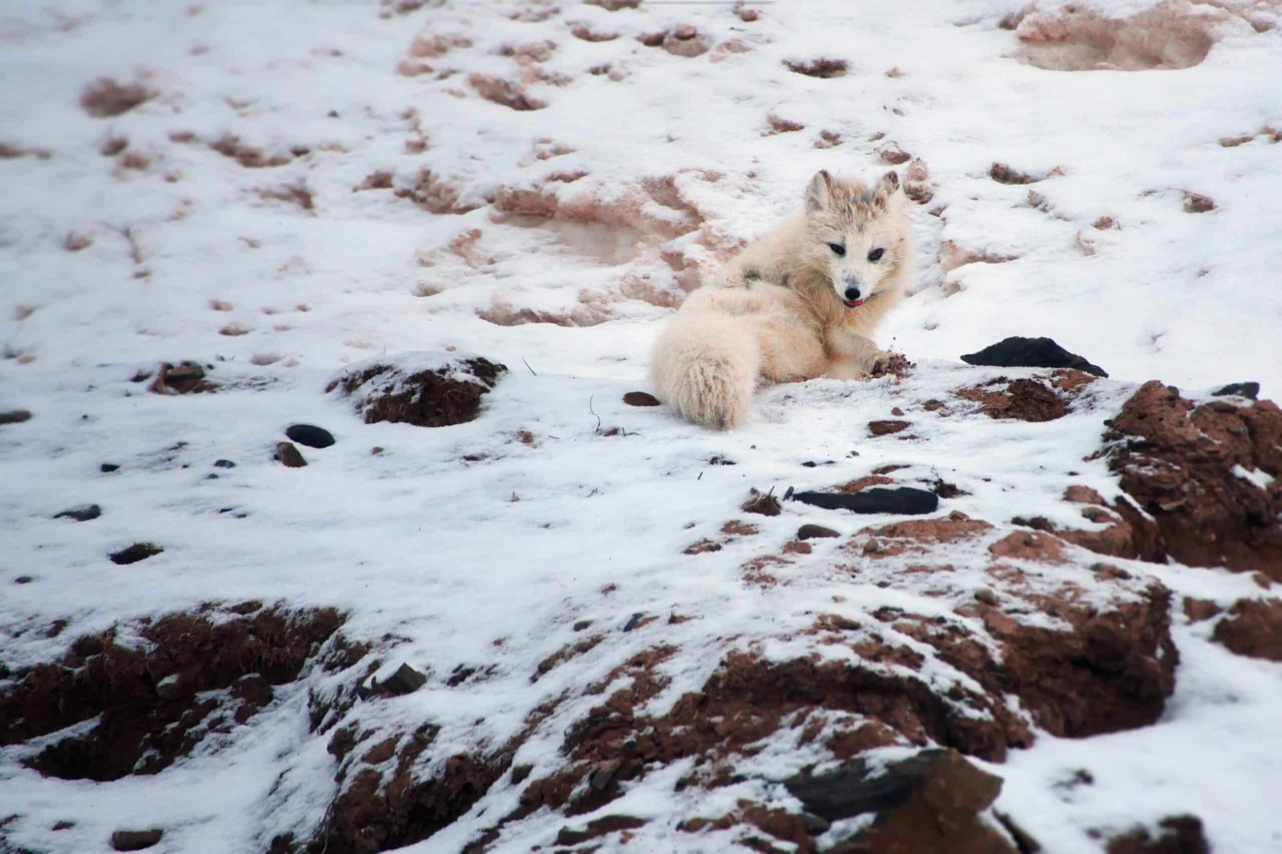 Arctic fox in white winter coat standing on snowy tundra in Svalbard.