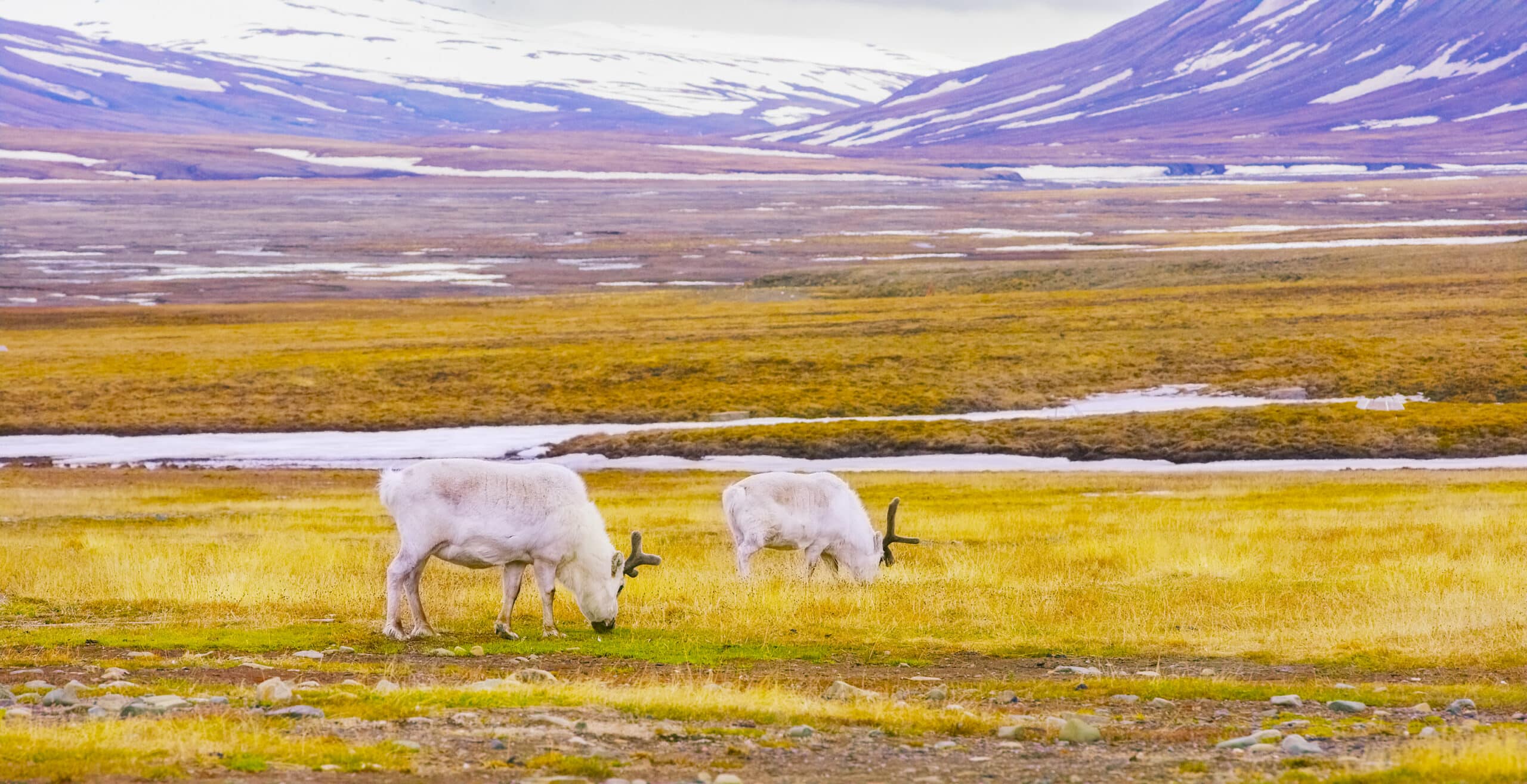 Svalbard reindeer grazing on yellow tundra grass during Arctic autumn
