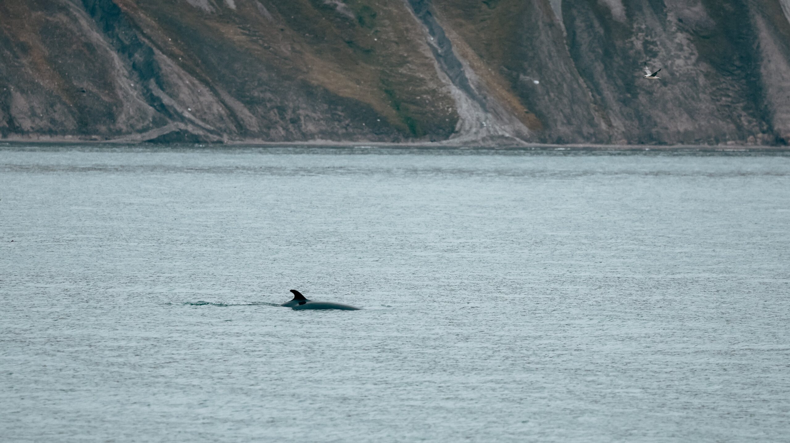 Humpback whale breaking the surface in the tranquil fjords of Svalbard.