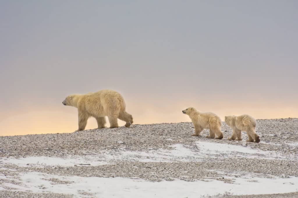 Svalbard wildlife under the midnight sun