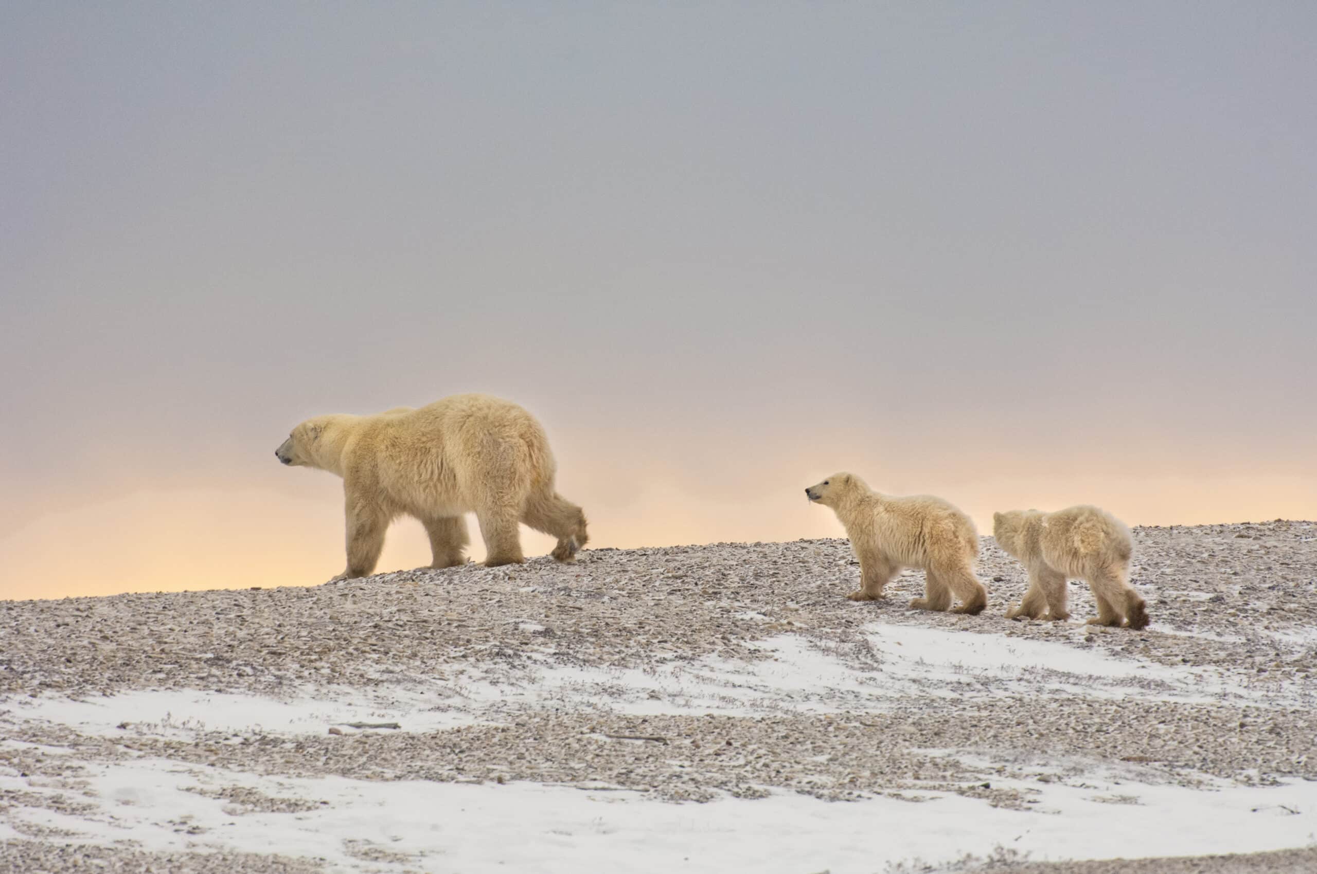 Svalbard landscape with Arctic wildlife under the midnight sun